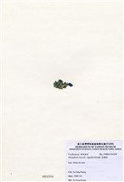 藏品(寬珊藻)的圖片